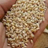 فروش گندم بوجاری شده