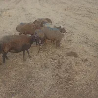 میش داشتی سالم و سرحال و آبستن