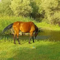 فروش دو عدد مادیان