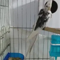 عروس هلندی