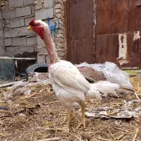 خروس و مرغ لاری