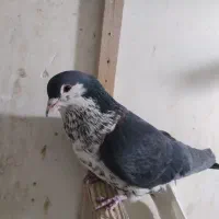 کفتر پرشی|پرنده|مشهد, کوی پلیس|دیوار