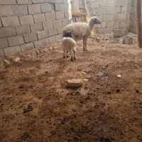 میش وبره نر|حیوانات مزرعه|تخت, |دیوار