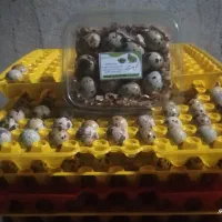 تخم بلدرچین ژاپونی