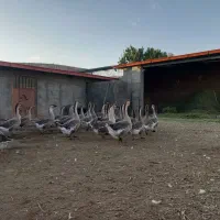 فروش گله قو غاز اکراینی|حیوانات مزرعه|بناب, |دیوار