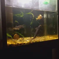 آکواریوم و ماهی گو شتخوار