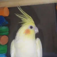 عروس هلندی لوتینو و آهویی لوتینو ۸۰۰و آهویی ۷۵۰