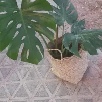 فیلندون سبز|گل و گیاه طبیعی|فولادشهر, C3|دیوار