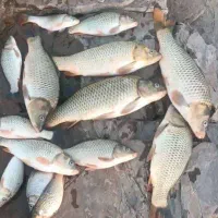 فروش بچه ماهی پرورشی قزل کپور آمور ماهی سفید و قزل|ماهی|تهران, استاد معین|دیوار