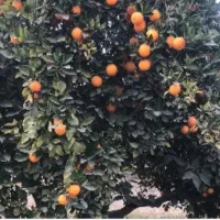 باغ ۵هزارمتری درازمحله الحاق به بافت