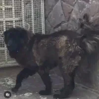 ماده سرابی خیلی درشت