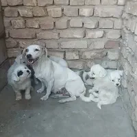 سگ پا کوتاه|سگ|یزد, |دیوار