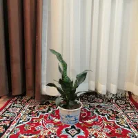 چند گل طبیعی|گل و گیاه طبیعی|تبریز, |دیوار