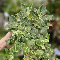 گل‌هات رو احیا می‌کنم / گل کاری آپارتمان و باغچه