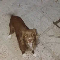 سگ پا کوتاه|سگ|شیروان (خراسان), |دیوار