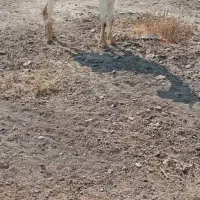 بز داشتی|حیوانات مزرعه|برازجان, |دیوار