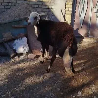 قوچ افشاری اصل نژاد پر خون بشرط