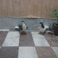 ۱۰ کبوتر رنگی|پرنده|قزوین, |دیوار