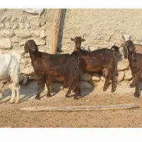 ۳۰ راس بزکهره دار و ابستن داشتی جوان|حیوانات مزرعه|لامرد, |دیوار