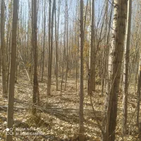 چوب گلخا نه ای شلاقی|خدمات باغبانی و درختکاری|اصفهان, شهشهان|دیوار