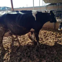 دورس گاوشیری شکم دوم 80کیلوشیرشناسنامه دار