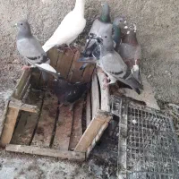 کبوتر|پرنده|اهواز, حصیرآباد|دیوار