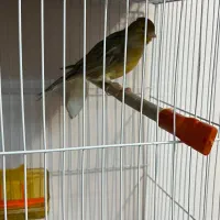 قناری ماده کوزه مست