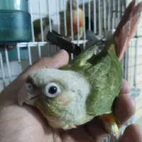 جوجه طوطی گرینچیک آناناسی نزدیک به نرمه خوری