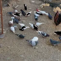 کبوتر پلاکی و رنگی|پرنده|کرخه, |دیوار