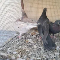 کبوتر کاشانی زاغ سرور