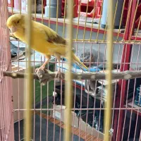 قناری ماده رسمی بلند