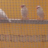 فنچ کرم لایت|پرنده|شیراز, ده پیاله|دیوار