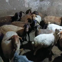 فروش دام|حیوانات مزرعه|شاهرود (اردبیل), |دیوار