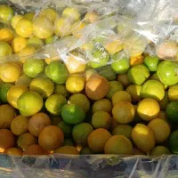 لیمو ترش باابگیری فقط امروز