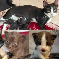 گربه گمشده با توله هاش