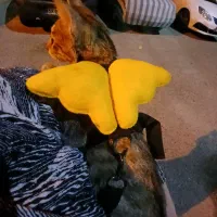 قلاده هارنس کتفی