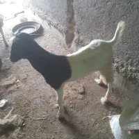 بز نر