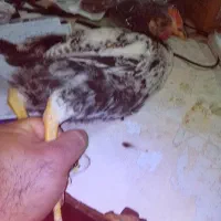 نیمچه جوجه2ماهه سالم جینباش‌