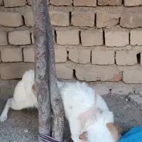 سگ خانگی