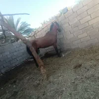اسب|اسب و تجهیزات اسب‌سواری|فهرج, |دیوار