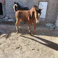 شاگرد نعلبند
