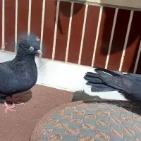 ۲عدد کبوتر زاغ چشم نوک سفید بزرگ درشت|پرنده|لنجان, |دیوار
