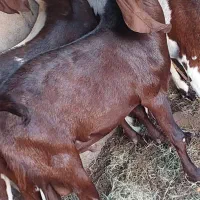 کهر نر پاکستانی
