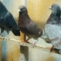 کفترپرشی|پرنده|محمدشهر, زیبادشت|دیوار