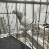 کفتر|پرنده|شیراز, جرسقان|دیوار