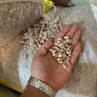 لوبیا چیتی درجه یک