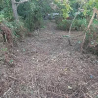 قطع درخت و علفتراشی متراژ بالا پذیرفته میشود|خدمات باغبانی و درختکاری|خرم‌آباد (تنکابن), |دیوار