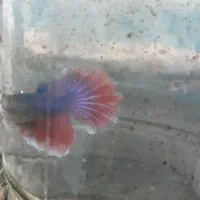 ماهی فایتر|ماهی|سنندج, |دیوار