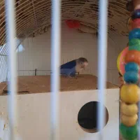 کوتوله برزیلی آبی رنگ،معاوضه با قناری یا فنچ گلدین