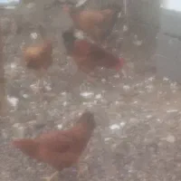 محلی وارگانیک|حیوانات مزرعه|نوشهر, |دیوار